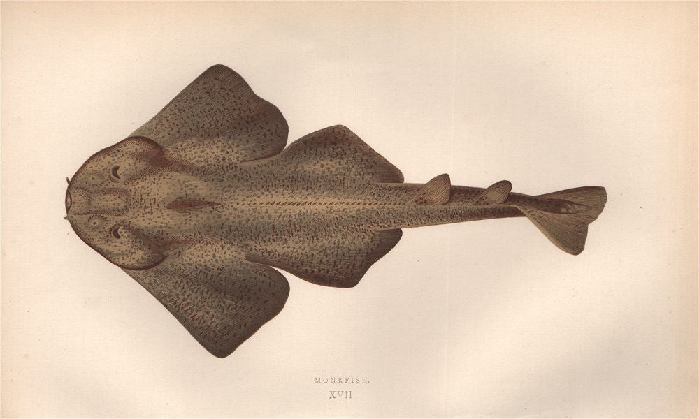 MONKFISH. Lophius, fishing-frogs, frog-fish, sea-devils. COUCH 1862 old print